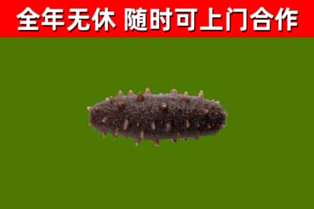 拉萨回收海参干